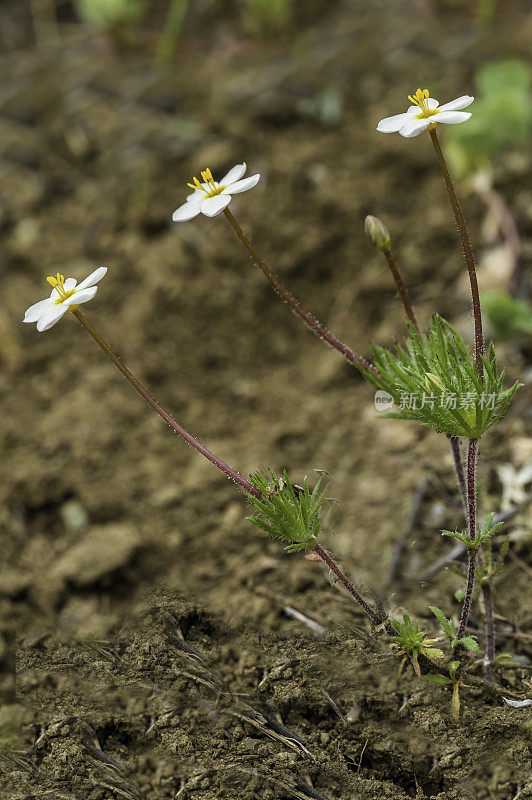 Leptosiphon parviflorus (syn. Linanthus parviflorus)是夹竹桃科的一种开花植物，俗称变莲花。Pepperwood保护区。